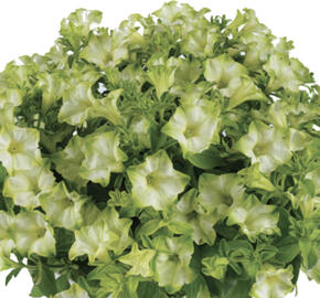 Petúnie 'Ray Pistachio Cream'