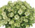Petúnie 'Ray Pistachio Cream'