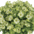 Petunia hybrida 'Ray Pistachio Cream'.png