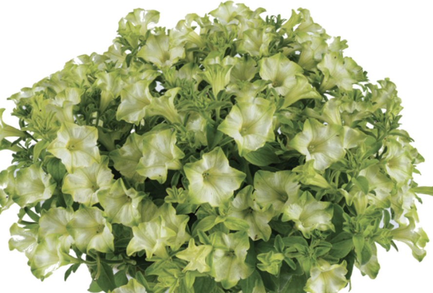 Petúnie 'Ray Pistachio Cream' - Petunia hybrida 'Ray Pistachio Cream'