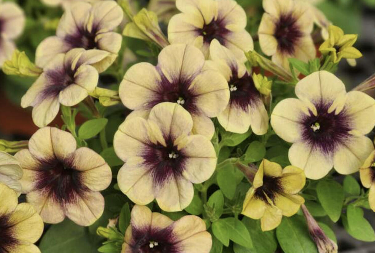 Petúnie 'Ray Shadow' - Petunia hybrida 'Ray Shadow'