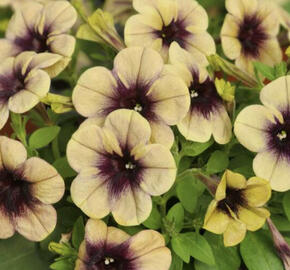 Petúnie 'Ray Shadow'