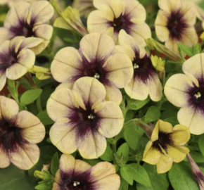 Petúnie 'Ray Shadow' - Petunia hybrida 'Ray Shadow'