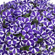 Petúnie 'Red Carpet Blue Diamond' - Petunia hybrida 'Red Carpet Blue Diamond'