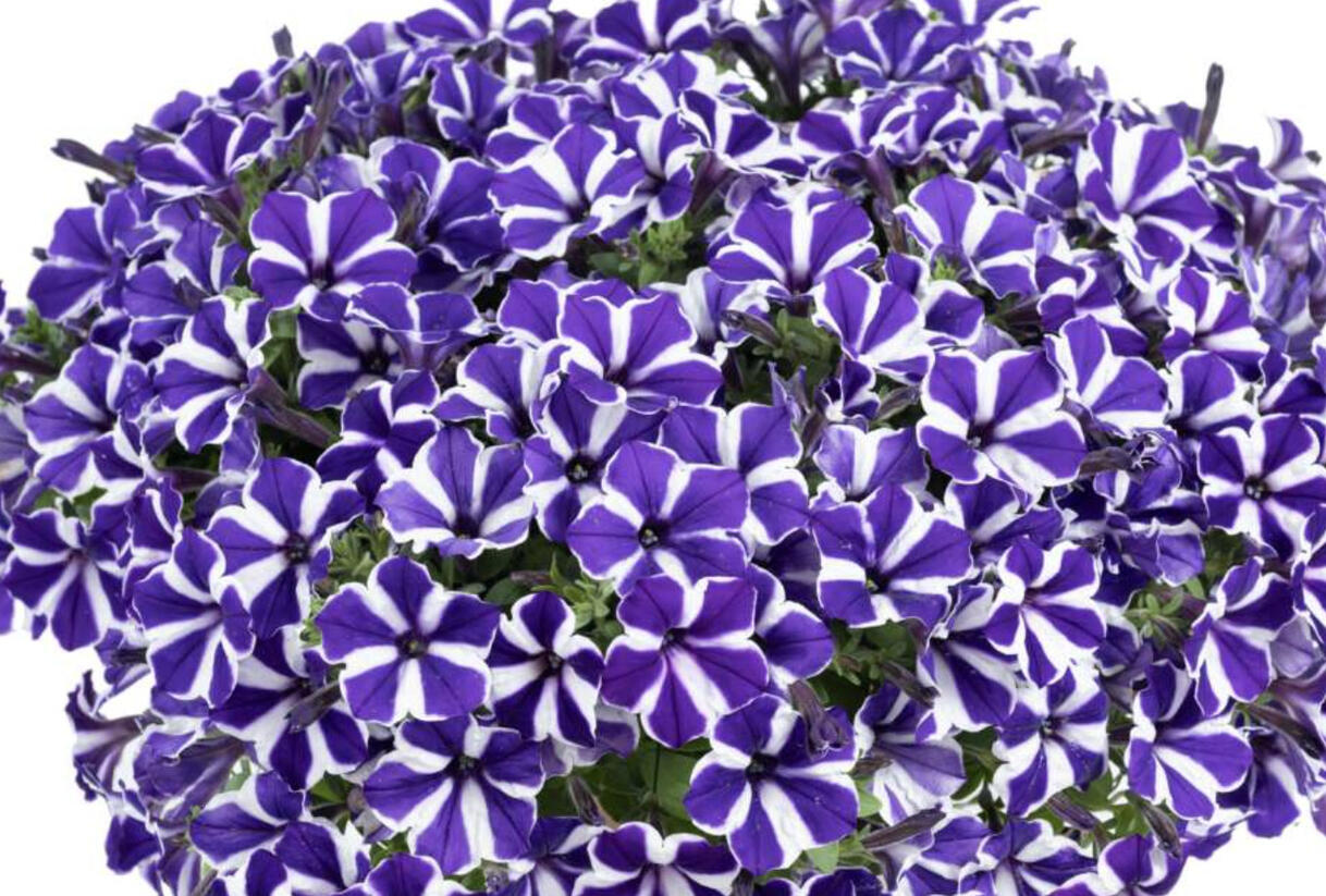 Petúnie 'Red Carpet Blue Diamond' - Petunia hybrida 'Red Carpet Blue Diamond'