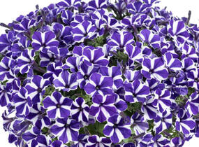 Petúnie 'Red Carpet Blue Diamond' - Petunia hybrida 'Red Carpet Blue Diamond'