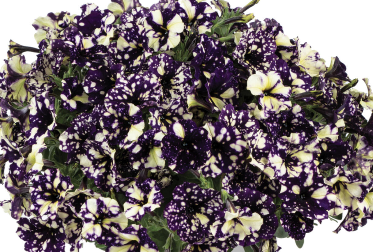 Petúnie 'Splash Dance Violet Vogue' - Petunia hybrida 'Splash Dance Violet Vogue'