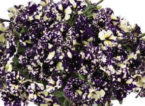 Petúnie 'Splash Dance Violet Vogue' - Petunia hybrida 'Splash Dance Violet Vogue'