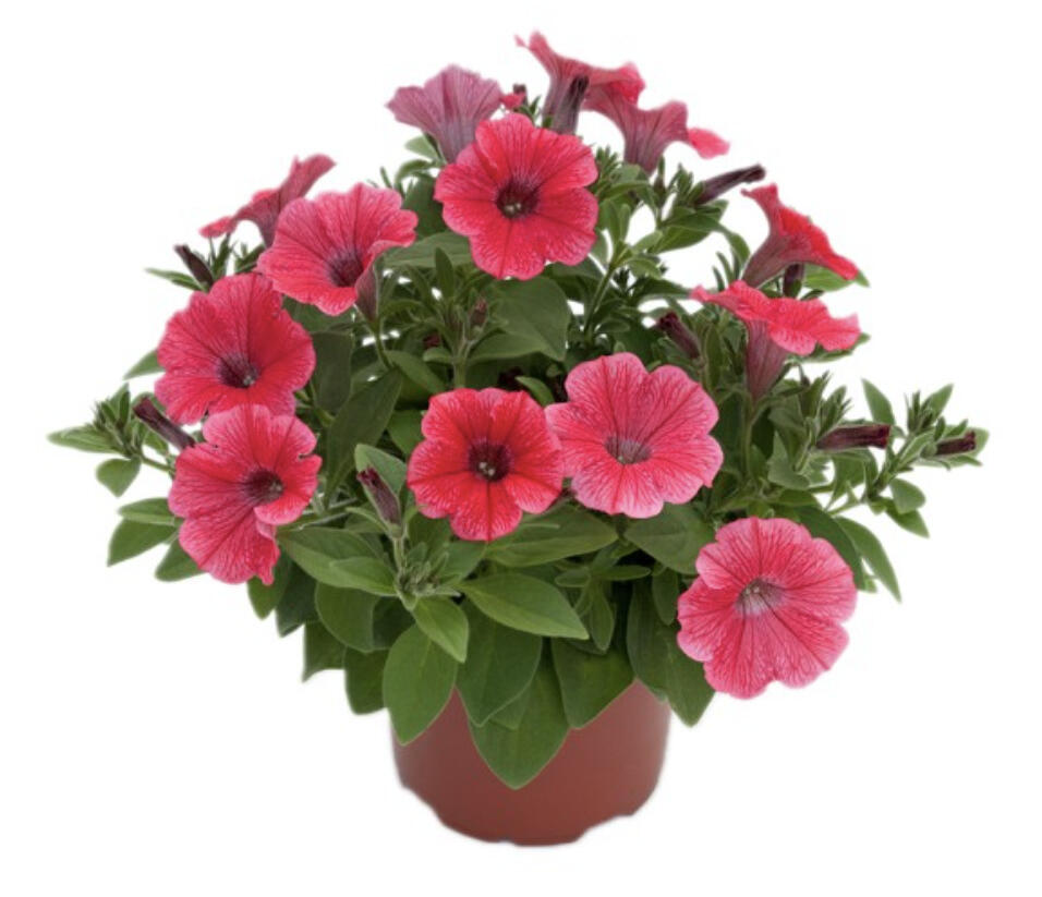 Petúnie, surfínie 'Hot Red' - Petunia hybrida Surfinia 'Hot Red'
