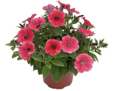 Petúnie, surfínie 'Hot Red'