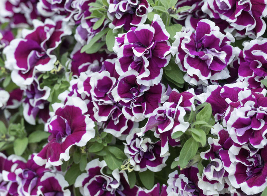 Petúnie 'Tumbelina Bella' - Petunia hybrida 'Tumbelina Bella'