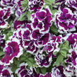 Petúnie 'Tumbelina Bella' - Petunia hybrida 'Tumbelina Bella'
