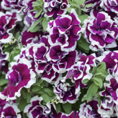 Petúnie 'Tumbelina Bella' - Petunia hybrida 'Tumbelina Bella'