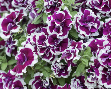 Petúnie 'Tumbelina Bella'