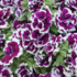 Petunia hybrida 'Tumbelina Bella'.png