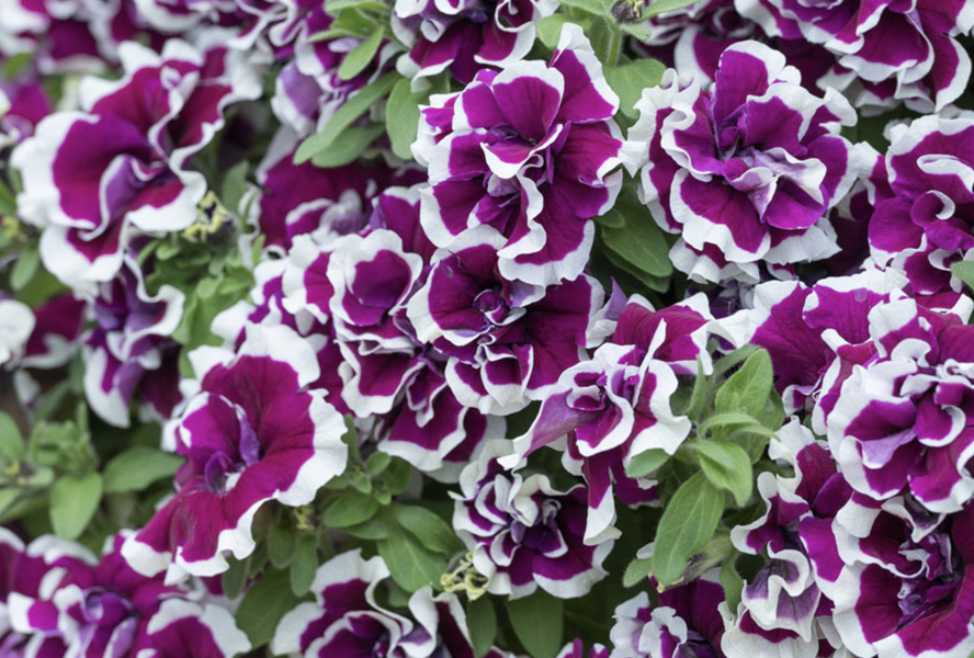 Petúnie 'Tumbelina Bella' - Petunia hybrida 'Tumbelina Bella'