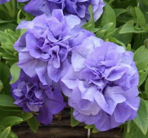 Petúnie 'Tumbelina Sophia'