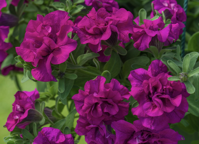 Petúnie 'Tumbelina Savanna' - Petunia hybrida 'Tumbelina Savanna'