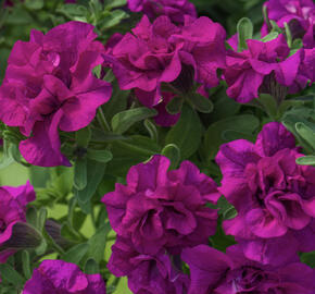 Petúnie 'Tumbelina Savanna'