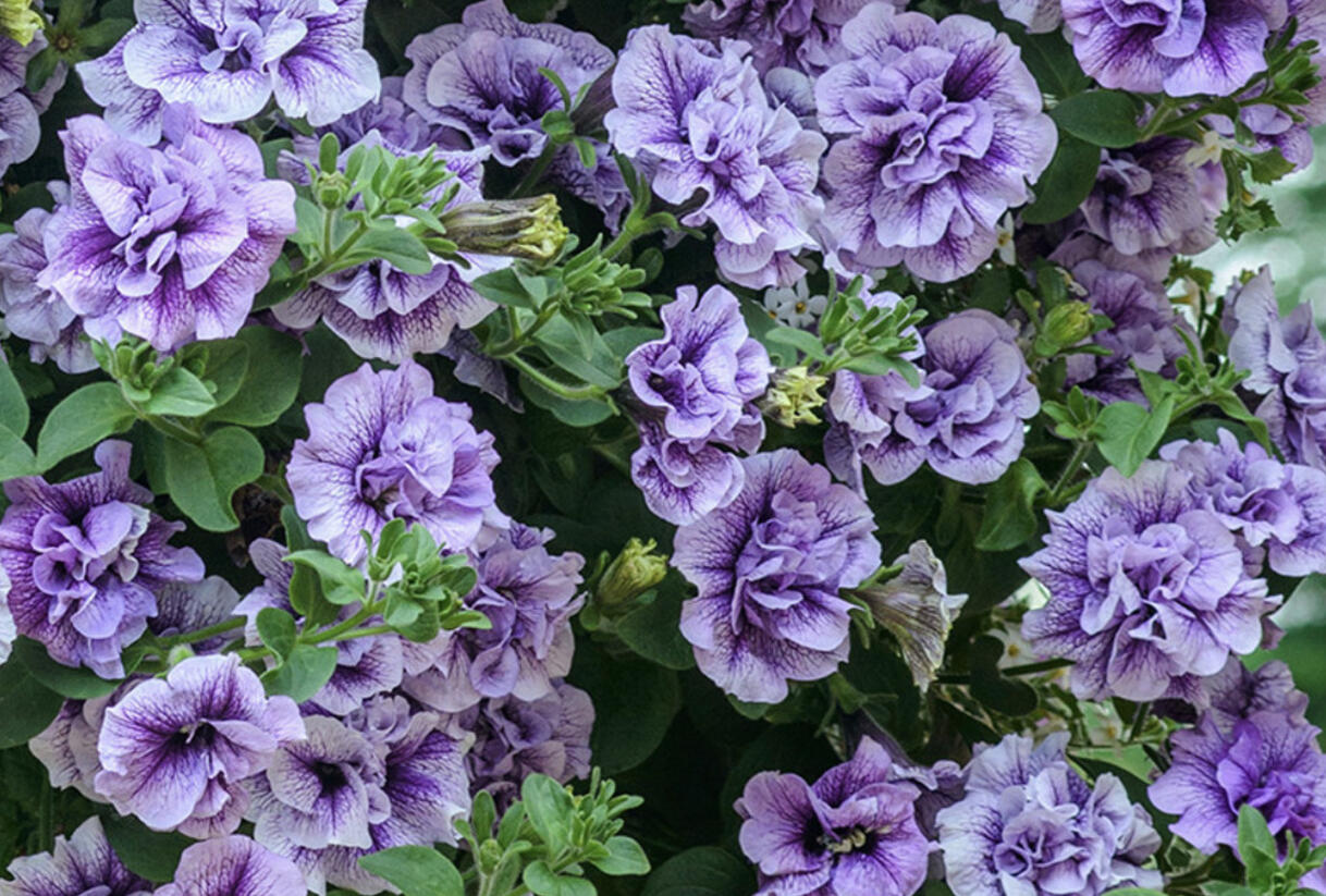 Petúnie 'Tumbelina Priscilla' - Petunia hybrida 'Tumbelina Priscilla'