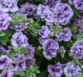 Petúnie 'Tumbelina Priscilla' - Petunia hybrida 'Tumbelina Priscilla'