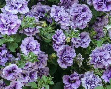 Petúnie 'Tumbelina Priscilla'