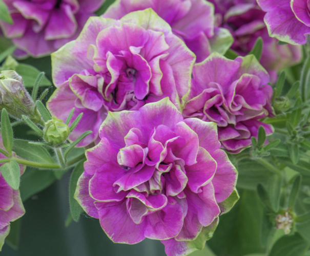 Petúnie 'Tumbelina Darcey Rosa' - Petunia hybrida 'Tumbelina Darcey Rosa'