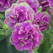 Petúnie 'Tumbelina Darcey Rosa' - Petunia hybrida 'Tumbelina Darcey Rosa'