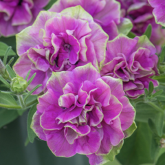 Petúnie 'Tumbelina Darcey Rosa' - Petunia hybrida 'Tumbelina Darcey Rosa'