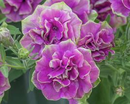 Petúnie 'Tumbelina Darcey Rosa'
