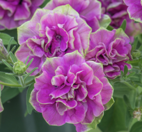 Petúnie 'Tumbelina Darcey Rosa' - Petunia hybrida 'Tumbelina Darcey Rosa'