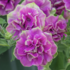 Petunia hybrida 'Tumbelina Darcey Rosa'.png
