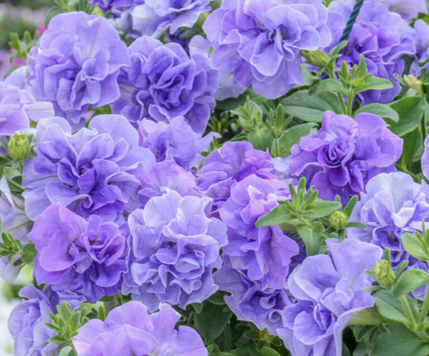 Petúnie 'Tumbelina Maria' - Petunia hybrida 'Tumbelina Maria'