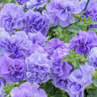 Petúnie 'Tumbelina Maria' - Petunia hybrida 'Tumbelina Maria'
