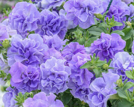 Petúnie 'Tumbelina Maria'