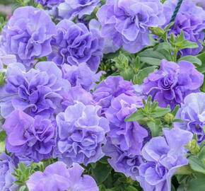 Petúnie 'Tumbelina Maria'