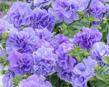 Petúnie 'Tumbelina Maria'