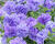 Petúnie 'Tumbelina Maria'