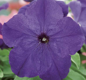 Petúnie velkokvětá 'Finity Blue' - Petunia grandiflora 'Finity Blue'