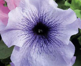 Petúnie velkokvětá 'Finity Blue Vein'