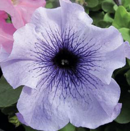 Petúnie velkokvětá 'Finity Blue Vein' - Petunia grandiflora 'Finity Blue Vein'