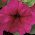 Petunia grandiflora Finity Burgundy.png
