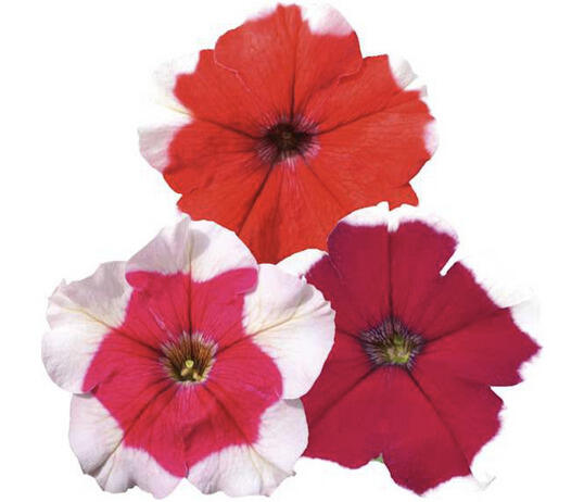 Petúnie velkokvětá 'Finity Frost Mix' - Petunia grandiflora 'Finity Frost Mix'