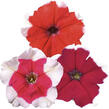 Petúnie velkokvětá 'Finity Frost Mix' - Petunia grandiflora 'Finity Frost Mix'