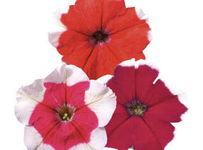 Petúnie velkokvětá 'Finity Frost Mix' - Petunia grandiflora 'Finity Frost Mix'