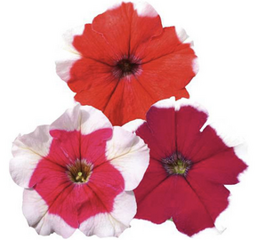 Petúnie velkokvětá 'Finity Frost Mix' - Petunia grandiflora 'Finity Frost Mix'