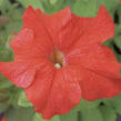Petúnie velkokvětá 'Finity Red - Petunia grandiflora 'Finity Red'
