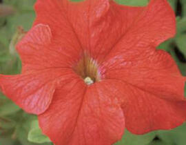 Petúnie velkokvětá 'Finity Red - Petunia grandiflora 'Finity Red'