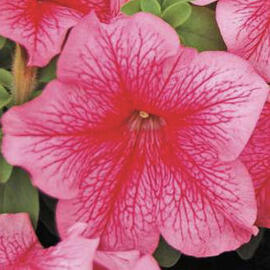 Petúnie velkokvětá 'Finity Red Vein' - Petunia grandiflora 'Finity Red Vein'