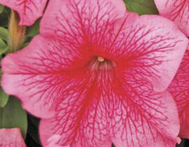 Petúnie velkokvětá 'Finity Red Vein' - Petunia grandiflora 'Finity Red Vein'
